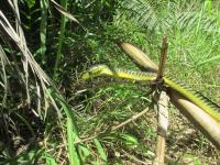 Sunshine Coast Snake Catcher image 1